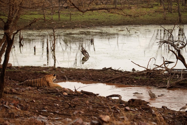 Tijger in de natuur habitat Tijger mannetje lopen hoofd op samenstelling Wildlife scène met gevaar dier Hete zomer in Rajasthan India Droge bomen met prachtige Indiase tijger Panthera Tigris