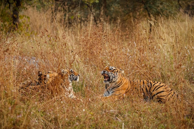 Tijger in de natuur habitat tijger mannetje lopen hoofd op samenstelling wildlife scène met gevaar dier hete zomer in rajasthan india droge bomen met prachtige indiase tijger panthera tigris