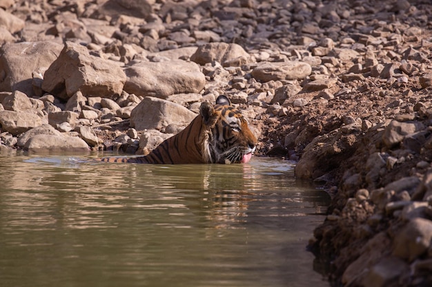 Tijger in zijn natuurlijke habitat