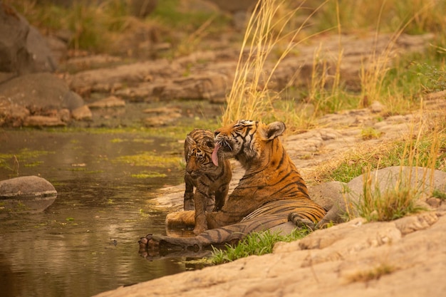 Gratis foto tijger in zijn natuurlijke habitat