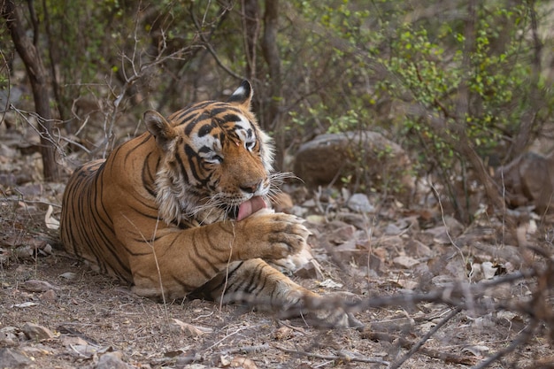 Gratis foto tijger in zijn natuurlijke habitat