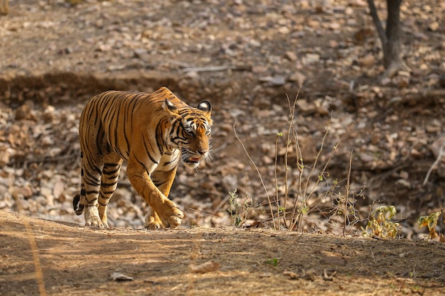 Tijger in zijn natuurlijke habitat