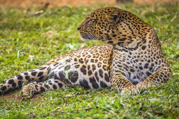 Tijger liggend op de grond in Kenia