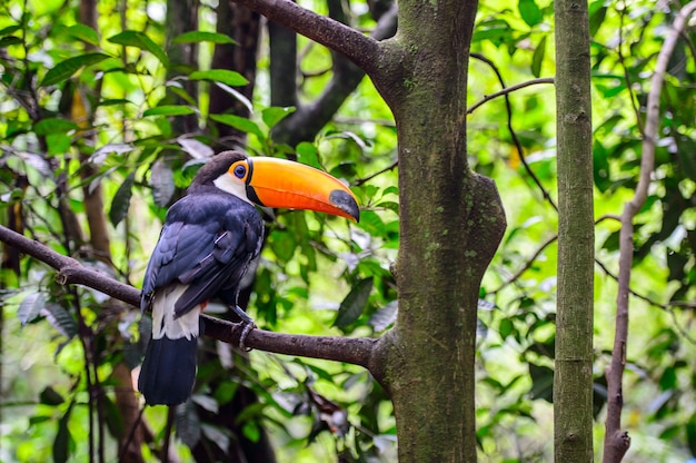 Toekan, nationaal park iguazu, brazilië