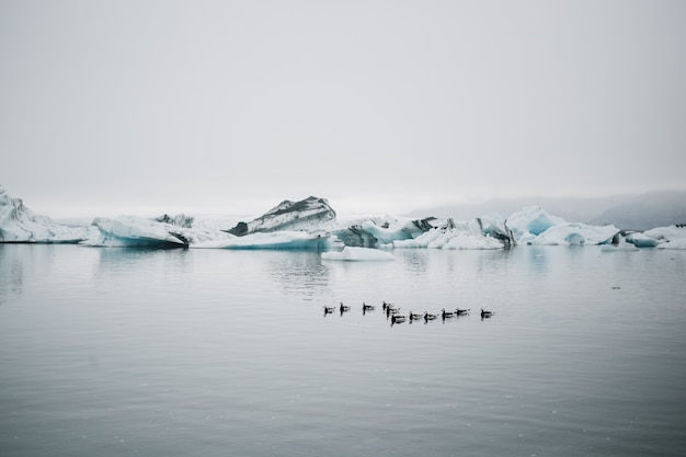 Gratis foto toerist let op gletsjer in water in ijsland