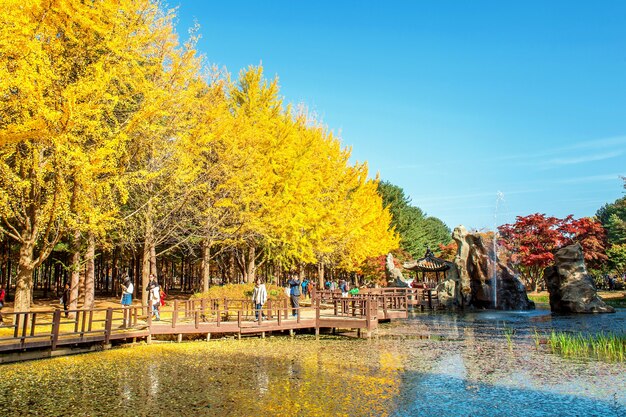 Toeristen die foto's maken van het prachtige landschap in de herfst rond Nami Island