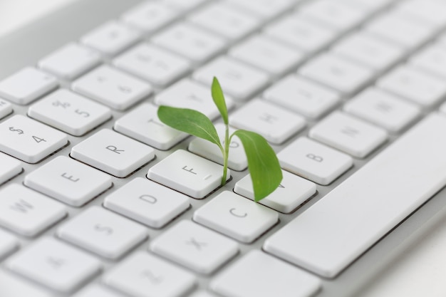 Gratis foto toetsenbord met kleine plant
