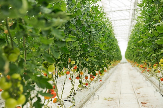 Tomatenplanten groeien in een kas.