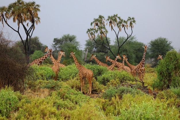 Gratis foto toren van giraffen verzameld rond struiken in een open bos
