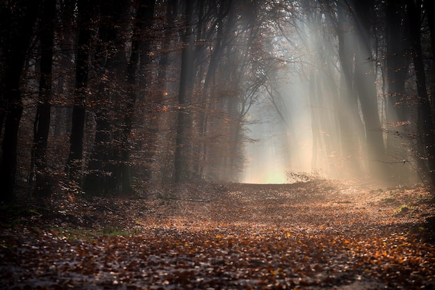 Traject in een bos bedekt met bladeren omgeven door bomen in het zonlicht in de herfst