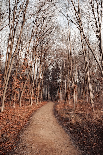 Traject in een bos omgeven door bladeren en bomen onder een bewolkte hemel