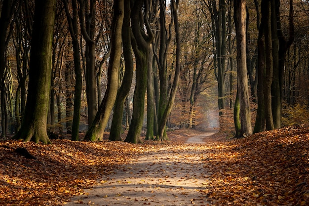 Traject in een bos omgeven door bomen en bladeren tijdens de herfst