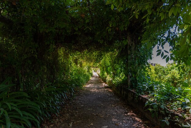 Traject in een tuin omgeven door groen onder zonlicht in Tomar in Portugal