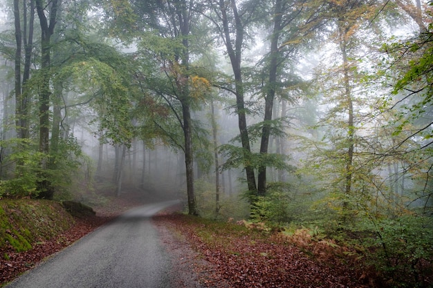 Traject in het midden van een boom bos bedekt met mist