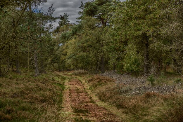 Traject in het midden van een herfst bos, omringd door hoge bomen onder de sombere hemel