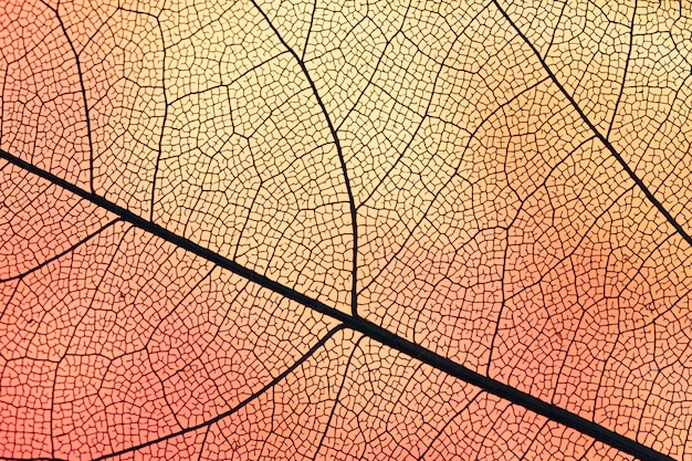 Transparant blad met oranje achtergrondverlichting