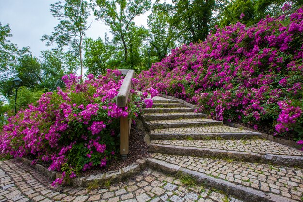 Trappen in een prachtig park