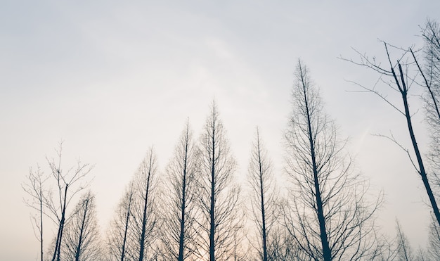 Gratis foto treetops op een winterse dag