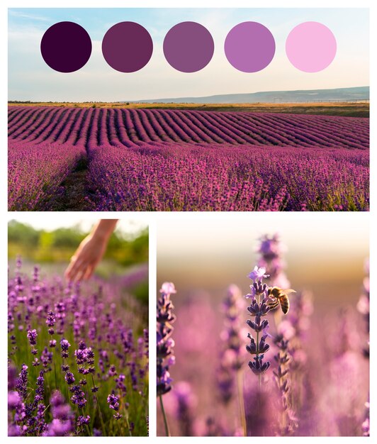 Trendy kleurstalen collage
