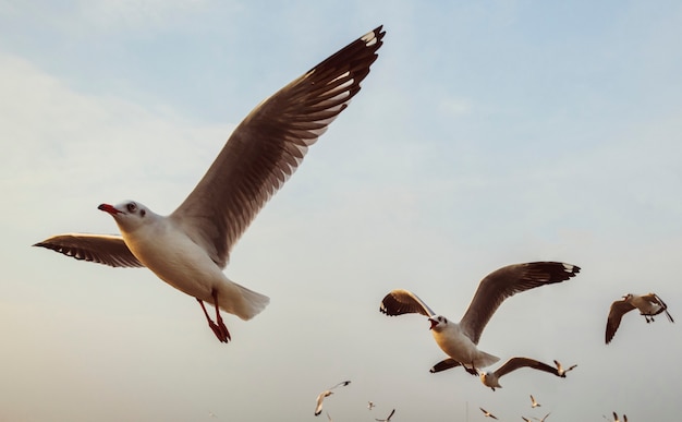 Gratis foto troep van zeemeeuwen die in de hemel vliegen