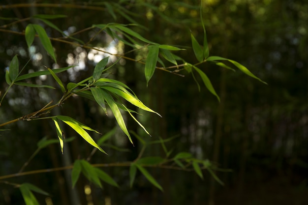 Tropisch groen bamboebos