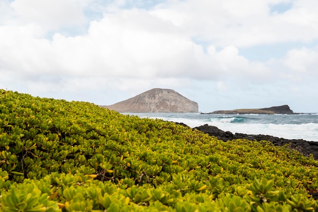 Gratis foto tropisch hawaii landschap met de blauwe zee