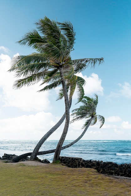 Tropisch Hawaii landschap met de blauwe zee