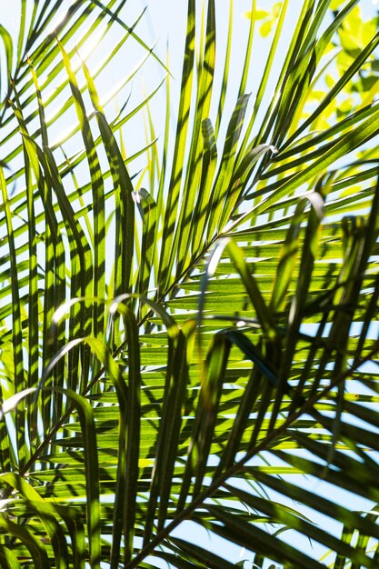 Tropische bladeren in de zon buiten