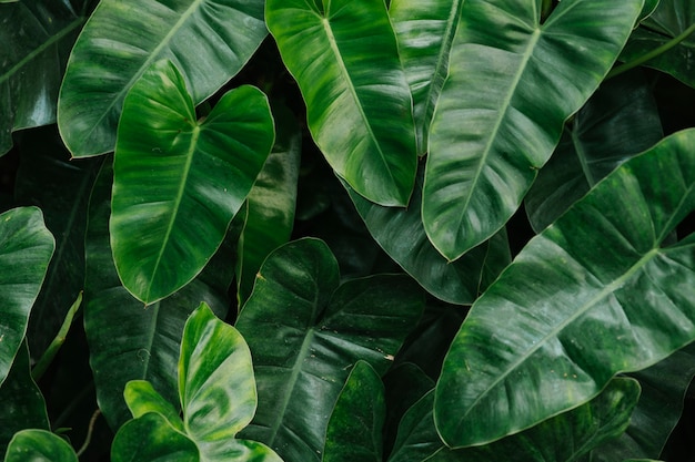 Tropische groene bladeren achtergrond