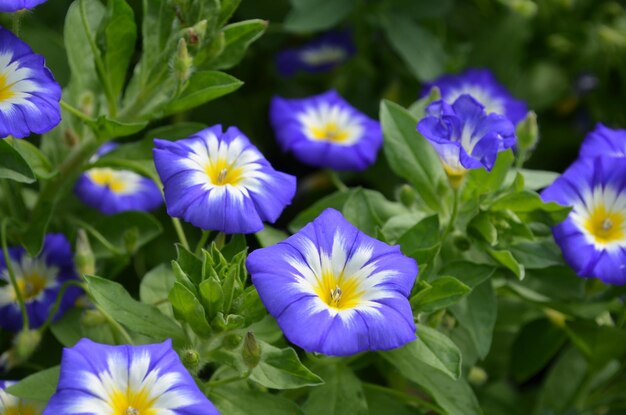 Tuin met bloeiende morning glory bloemen bloeien.