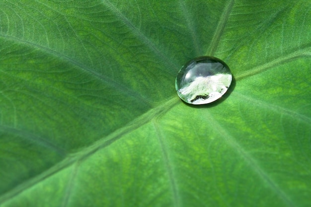 tuin textuur planten abstract seizoen