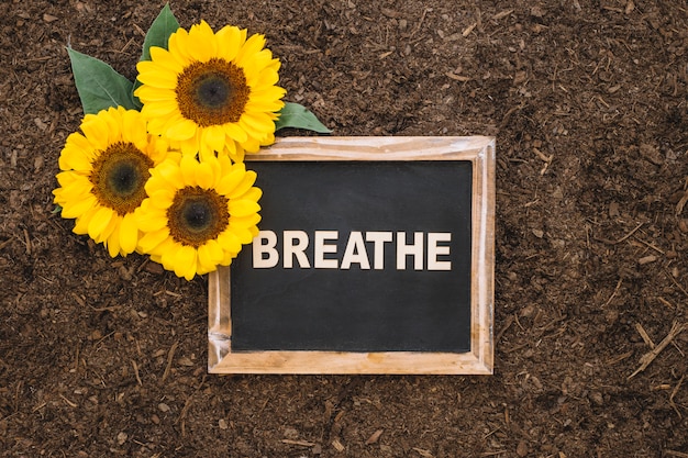 Gratis foto tuinbouw samenstelling met zonnebloemen op leisteen