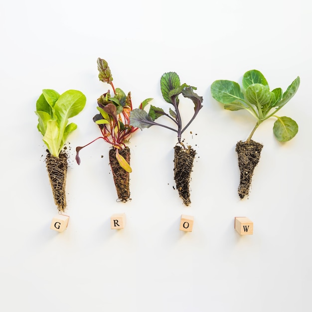 Tuinbouwconcept met planten