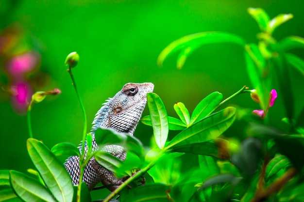 Tuinhagedis of ook bekend als oriental plant lizard die rustig op de tak van een plant rust