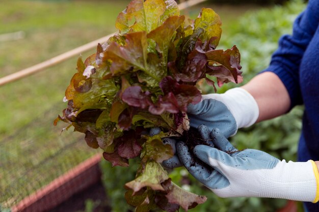 Tuinman bedrijf plant in de tuin