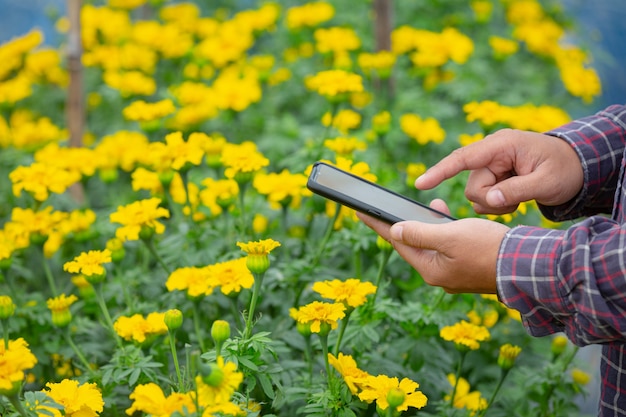 Tuinman die Goudsbloembloem in het veld houdt