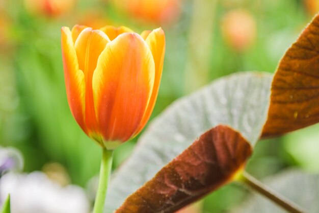 tulpen