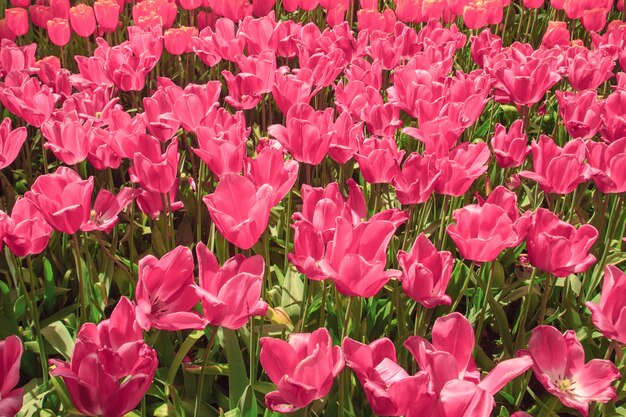 Tulpengebied in Keukenhof-Tuinen, Lisse, Nederland