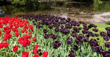 Gratis foto tulpenveld in keukenhof gardens, lisse, nederland