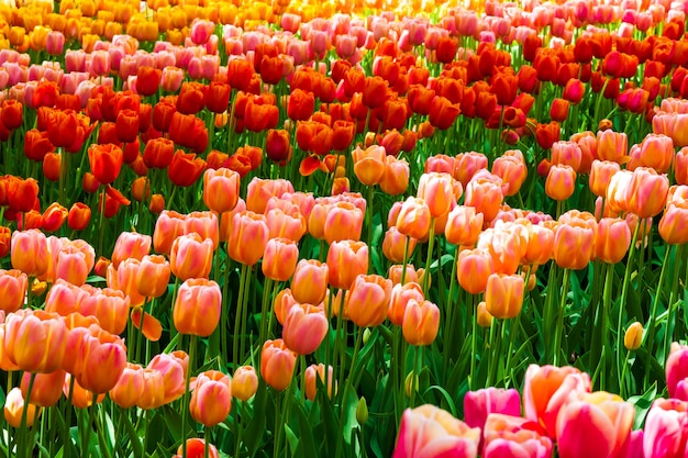 Tulpenveld in keukenhof gardens, lisse, nederland