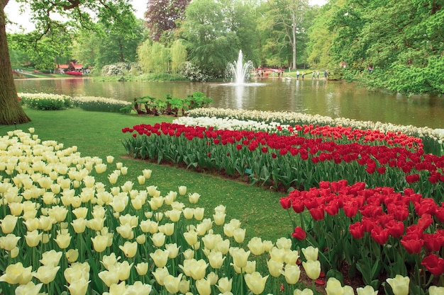 Tulpenveld in Keukenhof Gardens, Lisse, Nederland