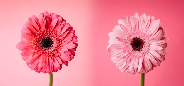 Twee bloemen op roze