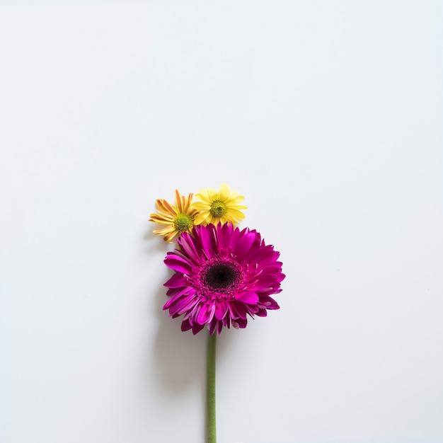 Twee bloemen voor de lente