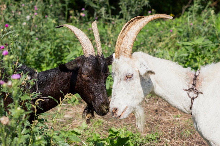 Gratis Foto twee geiten tegenover elkaar staan