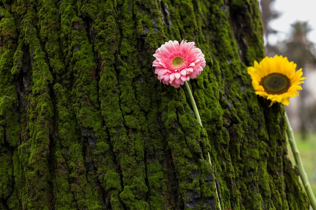 Twee heldere bloemen op boomschors