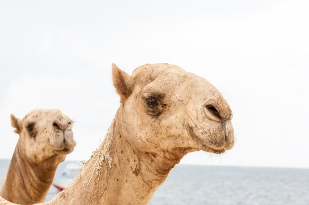 Gratis foto twee hoofden van kamelen op een achtergrond van de oceaan