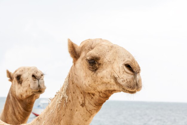 Twee hoofden van kamelen op een achtergrond van de oceaan