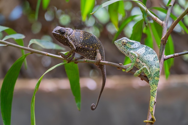 Gratis foto twee kameleons op een tak. chameleo op zanzibar.