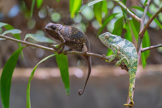 Twee kameleons op een tak. Chameleo op Zanzibar.