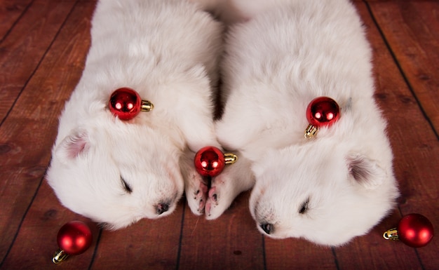 Twee kleine schattige witte samojeed puppy's van een maand oud